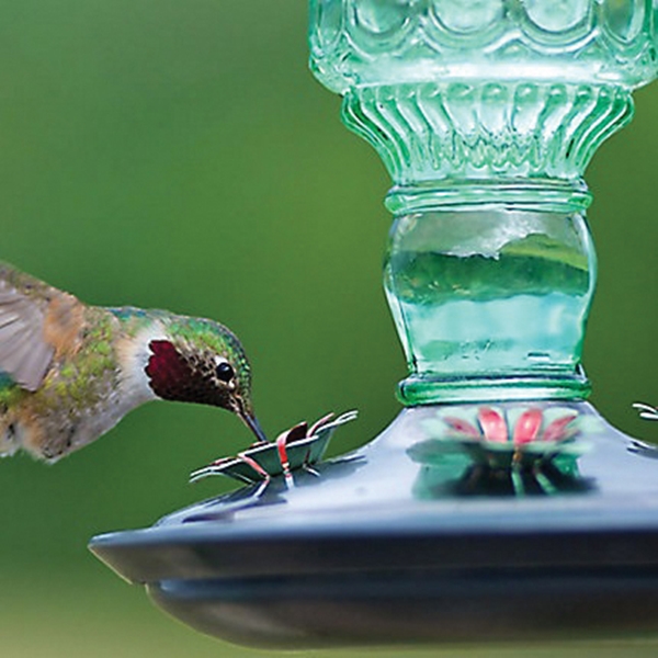 Perky-Pet 8108-2 Bird Feeder, Antique Bottle, 10 oz, 4-Port/Perch, Glass/Metal, Green, 10 in H - 3