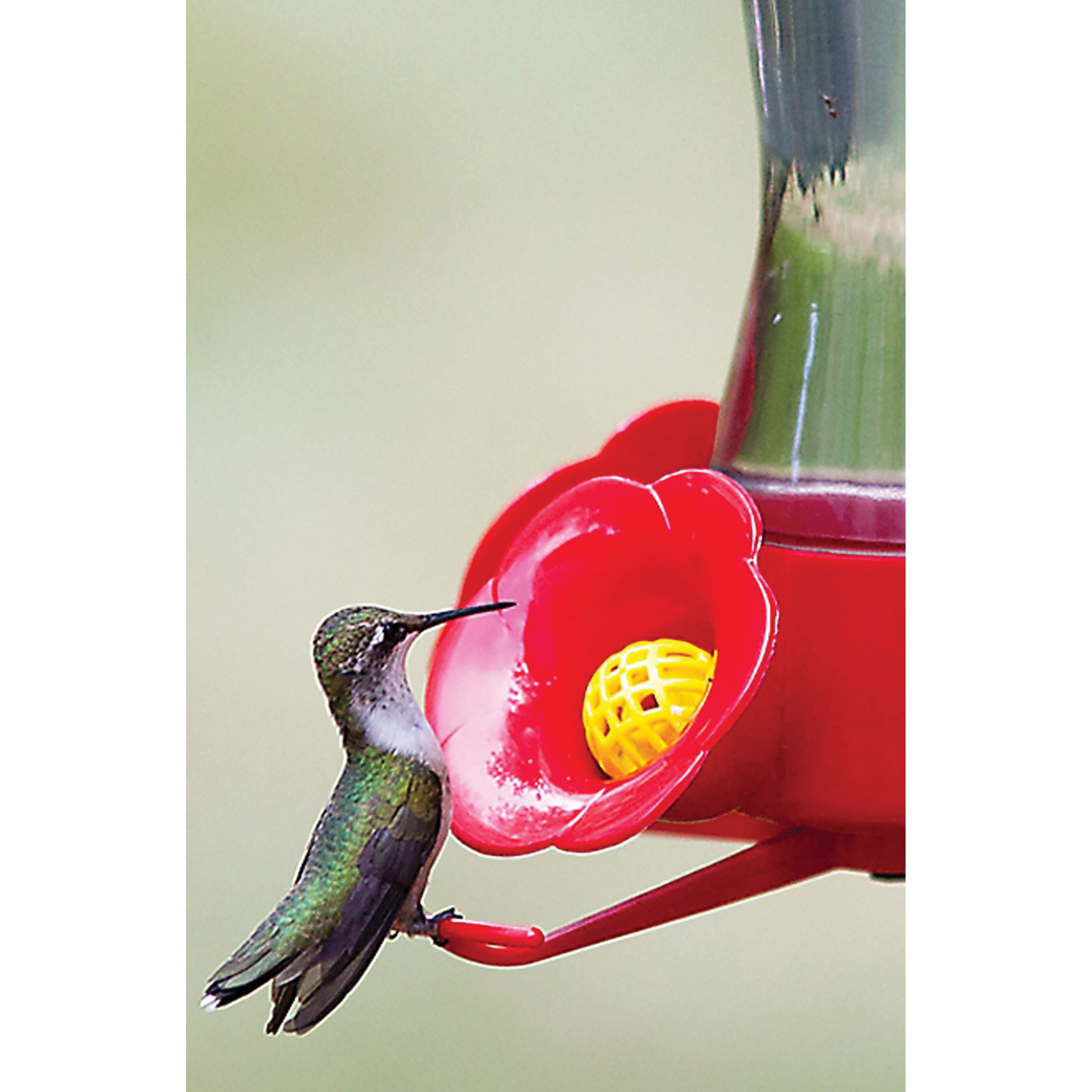 Perky-Pet 203CPBN Bird Feeder, 8 oz, 4-Port/Perch, Glass/Plastic, Bright Red, 8.38 in H - 3