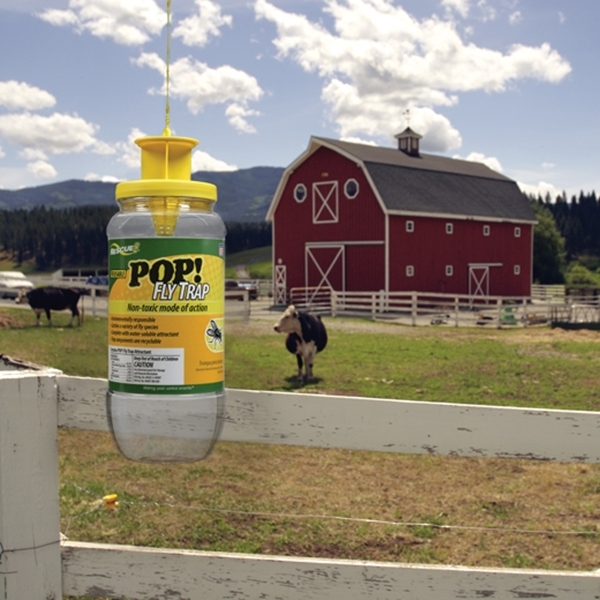 Rescue POP! PFTA-DB12 Fly Trap, Solid, Musty, 1.45 oz, Refill Pack - 1