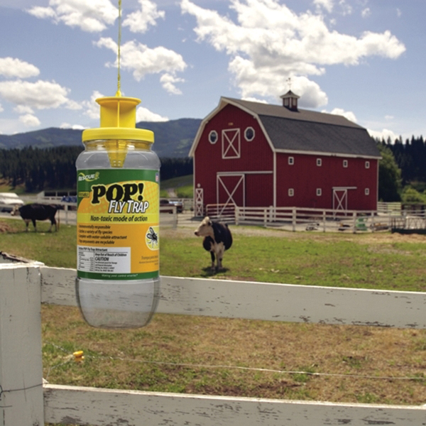 Rescue POP! PFTR-BB4 Fly Trap, Solid, Musty Reusable - 2