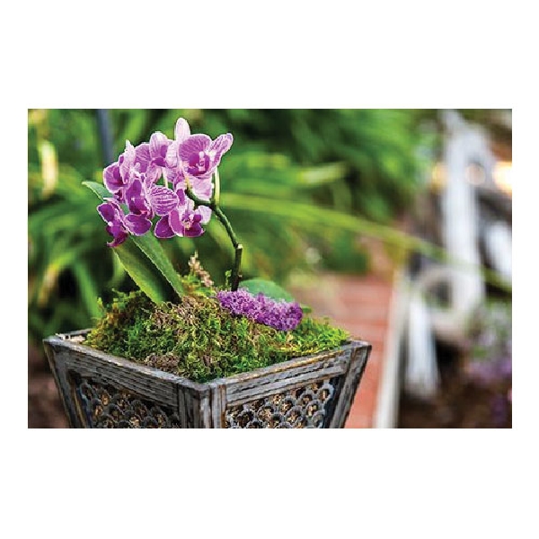 SuperMoss 21509 Preserved Sheet Moss, Fresh Green, 80-3/4 cu-in Bag - 3