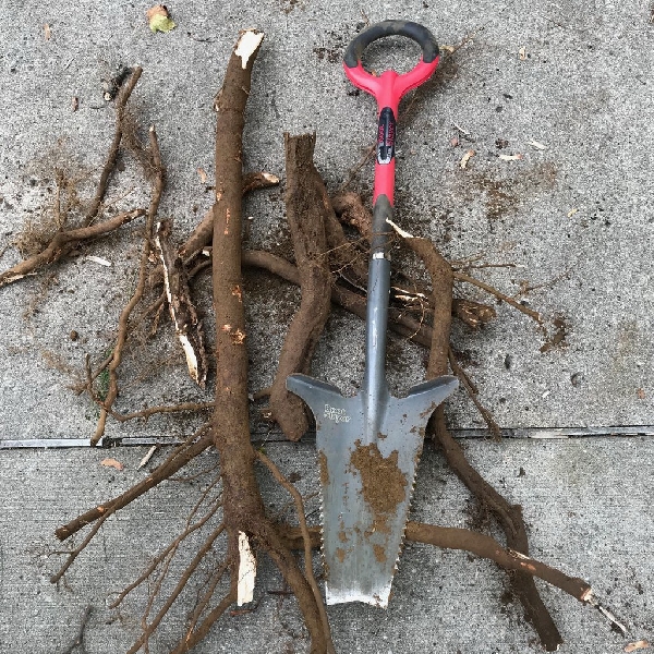 Radius Garden 22011 Root Slayer Shovel, 10-1/2 in W Blade, 13 in L Blade, Steel Blade, Elastomer/Thermoplastic Handle - 2