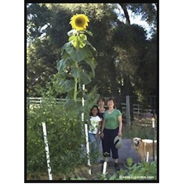 Renee's Garden 5051 Giant Sunflowers Seed, Helianthus Annuus, April to June Planting, Fall, Spring, Summer Bloom - 2