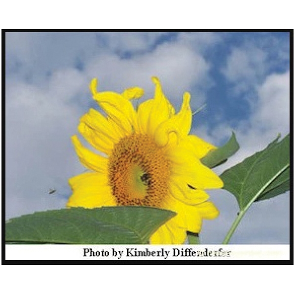Renee's Garden 5051 Giant Sunflowers Seed, Helianthus Annuus, April to June Planting, Fall, Spring, Summer Bloom - 3