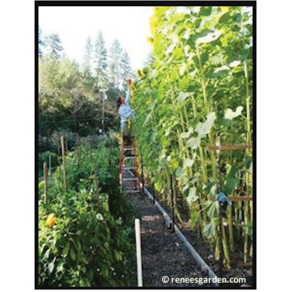 Renee's Garden 5051 Giant Sunflowers Seed, Helianthus Annuus, April to June Planting, Fall, Spring, Summer Bloom - 4