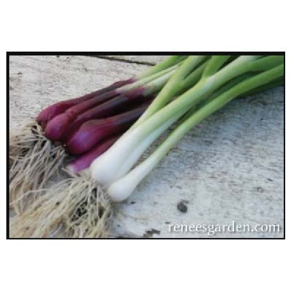 Renee's Garden 5157 Salad Scallions Seed, February to June, July to August Planting, 500 Pack - 2