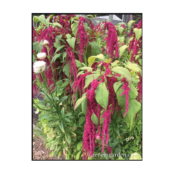 Renee's Garden 5165 Heirloom Amaranth Seed, Amaranthus Caudatus, April to June Planting, Fall, Summer Bloom - 2