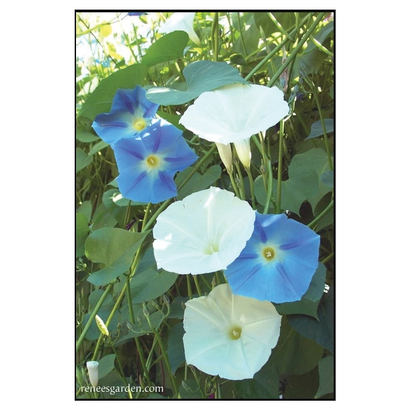 Renee's Garden 5328 Heirloom Morning Glory Seed, Ipomoea Tricolor, April to June Planting, Fall, Summer Bloom - 2