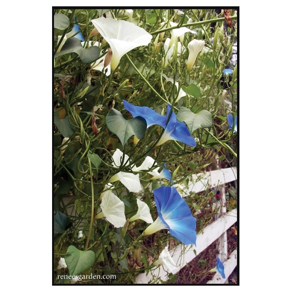 Renee's Garden 5328 Heirloom Morning Glory Seed, Ipomoea Tricolor, April to June Planting, Fall, Summer Bloom - 3
