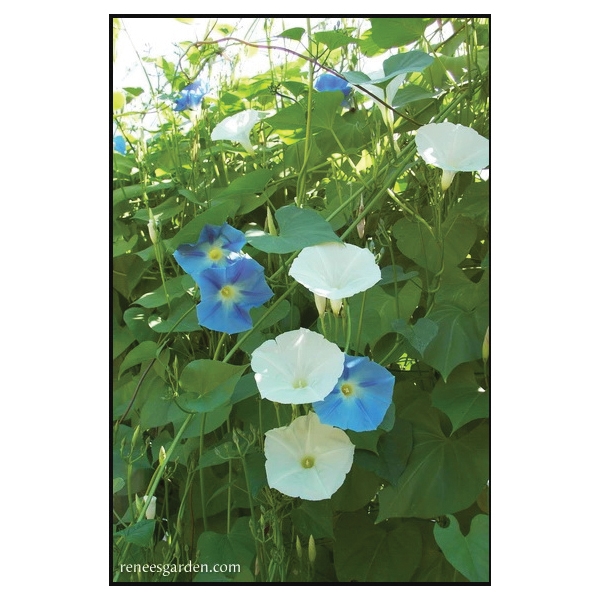 Renee's Garden 5328 Heirloom Morning Glory Seed, Ipomoea Tricolor, April to June Planting, Fall, Summer Bloom - 4