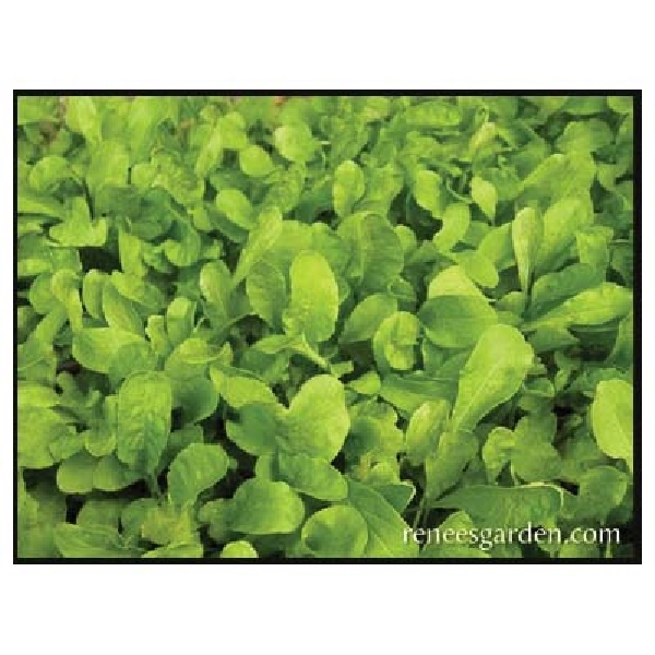 Renee's Garden 5450 Italian Arugula Seed, Eruca Sativa, February to June, September to November Planting, 1400 Pack - 2