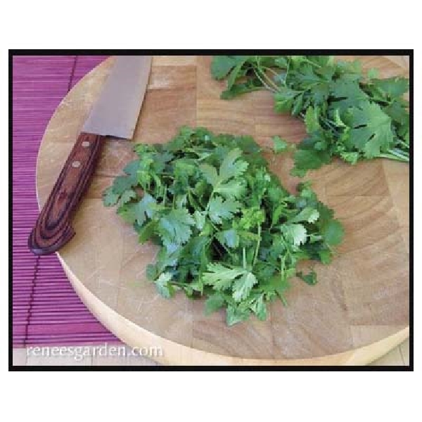 Renee's Garden 5475 Slow-Bolt Cilantro Seed, Coriandrum Sativum, February to September Planting, 150 Pack - 2