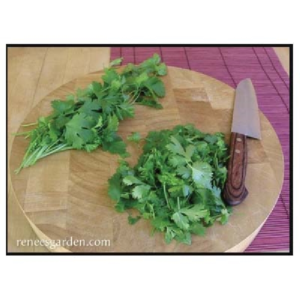 Renee's Garden 5475 Slow-Bolt Cilantro Seed, Coriandrum Sativum, February to September Planting, 150 Pack - 4