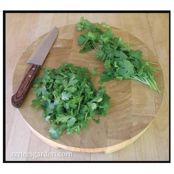 Renee's Garden 5475 Slow-Bolt Cilantro Seed, Coriandrum Sativum, February to September Planting, 150 Pack - 5