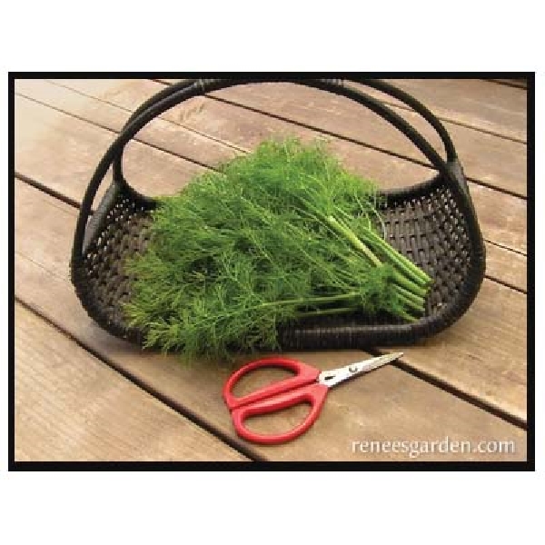 Renee's Garden 5480 Dukat Leafy Dill, Anethum Graveolens, March to August Planting, 750 Pack - 2