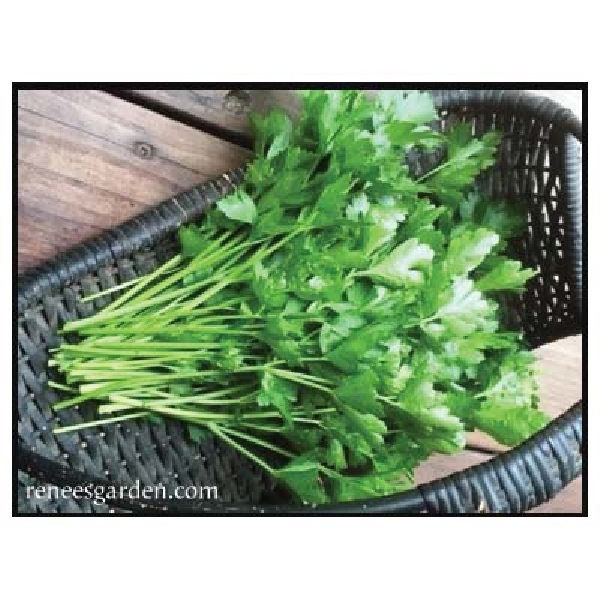 Renee's Garden 5490 Italian “Gigante” Parsley Seed, Petroselinum Crispum, August to October, February to May Planting - 2