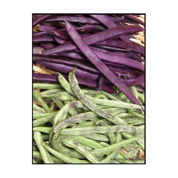 Renee's Garden 5930 Heirloom Pole Beans Seed, April to June Planting, 55 Pack - 2