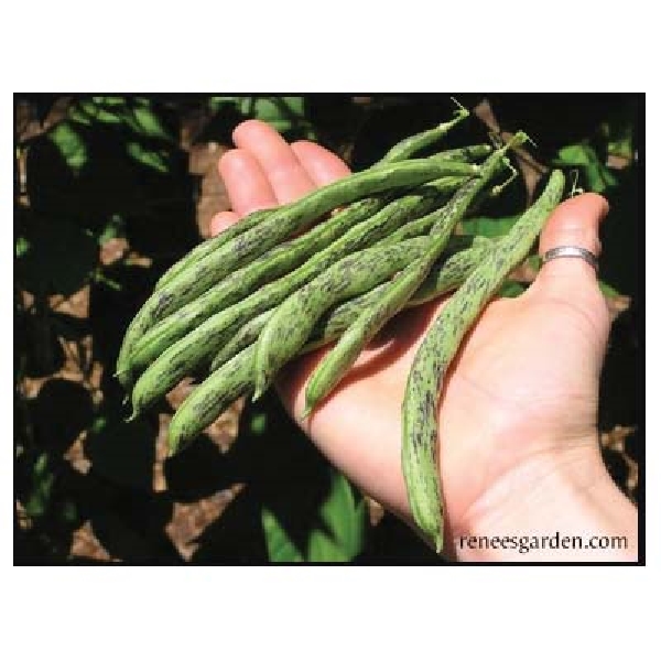 Renee's Garden 5930 Heirloom Pole Beans Seed, April to June Planting, 55 Pack - 3