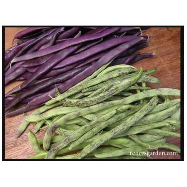 Renee's Garden 5930 Heirloom Pole Beans Seed, April to June Planting, 55 Pack - 4