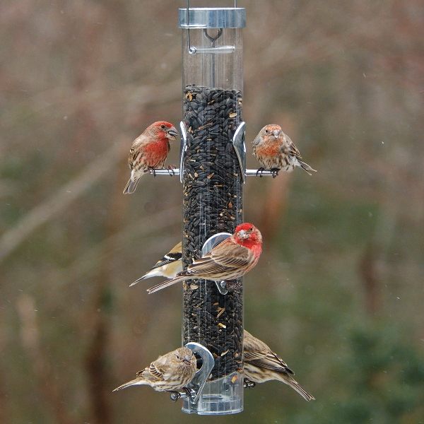Droll Yankees A-6RP Bird Feeder, 20 in H, 1 lb, Polycarbonate/Stainless Steel, Silver, Hanging, Pole Mounting - 4