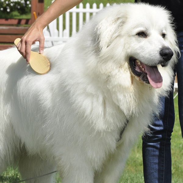 Coastal Pet Products W6141 PINSML Wire Pin Brush, Specifications: Small Size, Plastic, Dog - 3