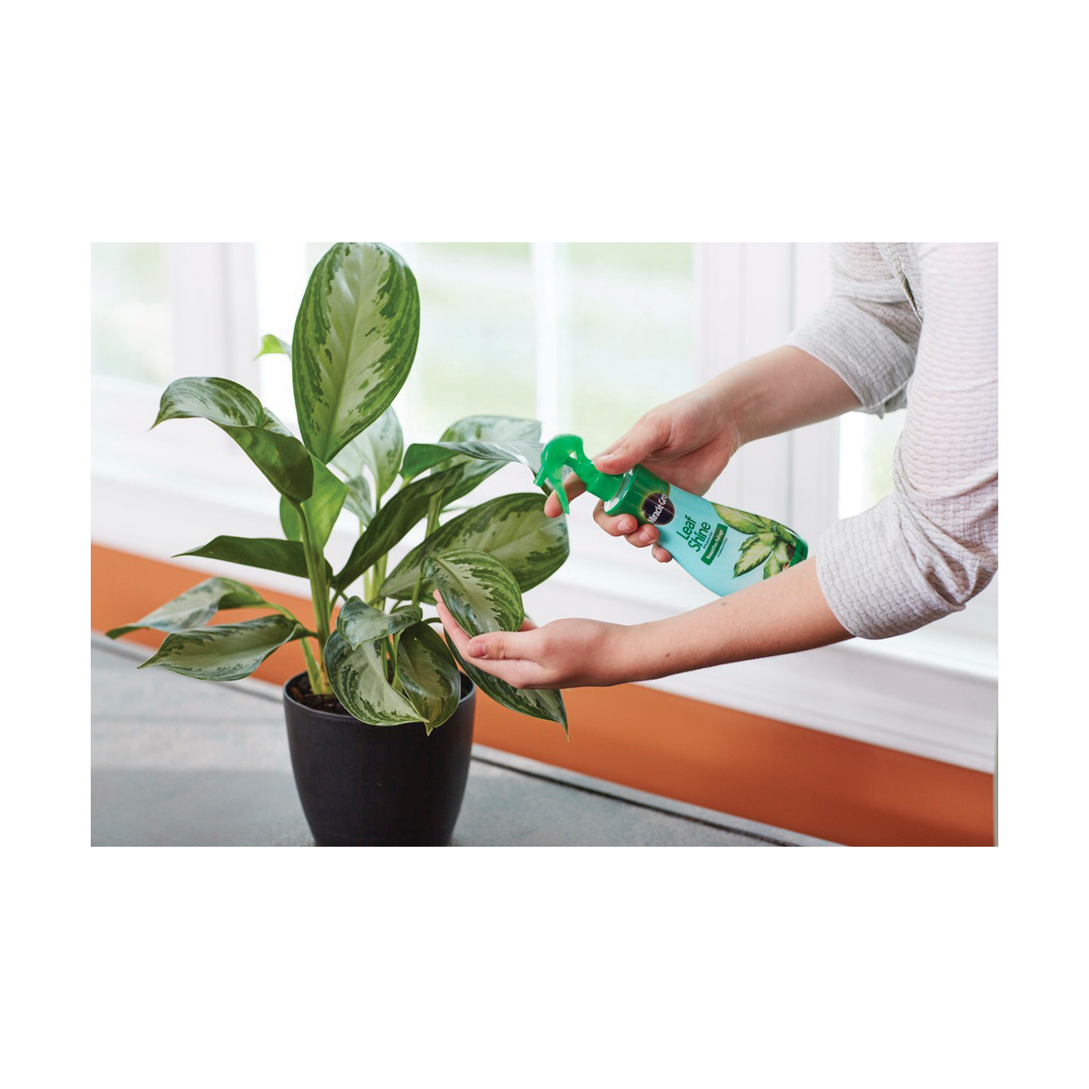 Miracle-Gro 100720 Leaf Shine, 8 oz Bottle, Liquid - 2