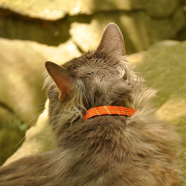 Coastal Pet Products 07741 BLU10 Reflective Safety Stretch Collar with Charm, 3/8 in W Collar, 10 in L Collar, Blue - 2