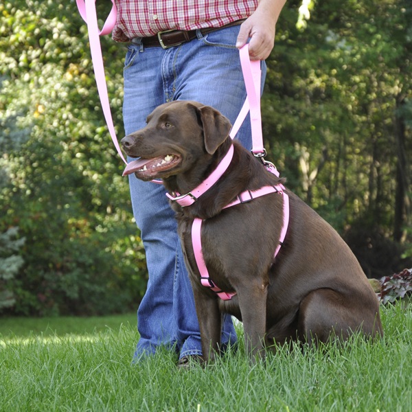 Coastal Pet Products 02906 BLU06 Dog Leash, 6 ft L, 1 in W, 2-Ply, Nylon Line, Blue, L Breed - 1