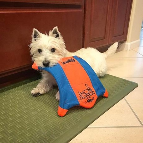 Chuckit! 11300 Dog Toy, M, Canvas, Blue/Orange - 3