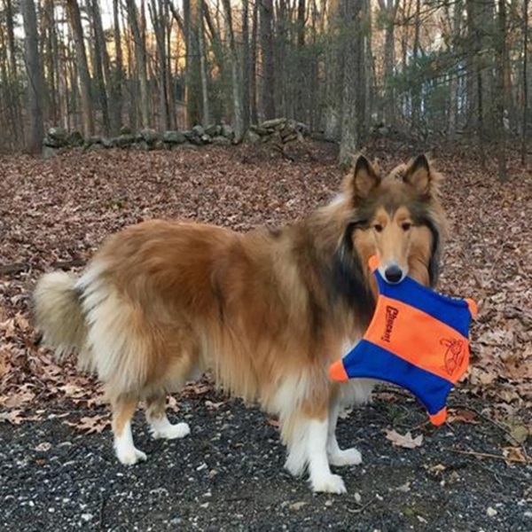 Chuckit! 11300 Dog Toy, M, Canvas, Blue/Orange - 4