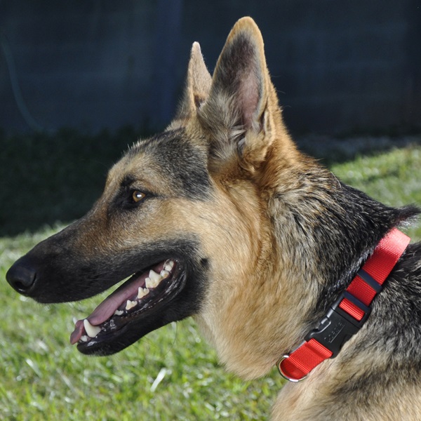 Coastal Pet Products 06601 RED20 Adjustable Dog Collar, Red, Plastic Buckle, 14 to 20 in, 3/4 in W, Nylon - 1
