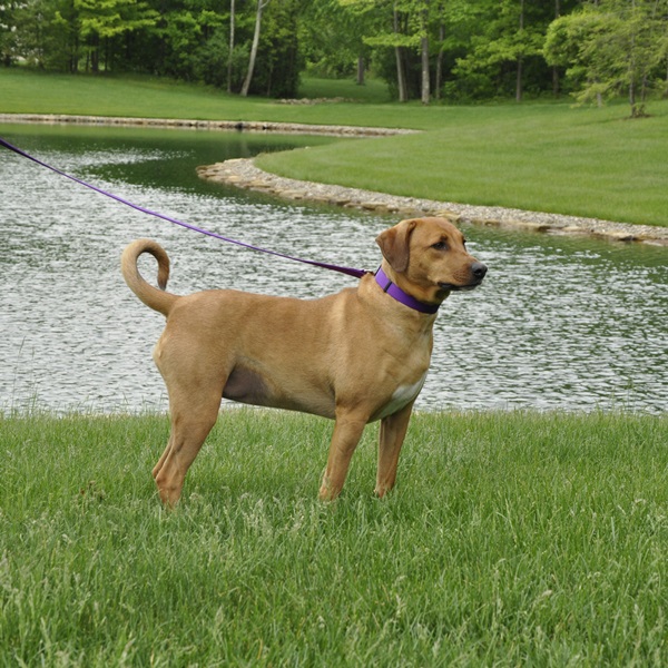 Coastal Pet Products 06601 RED20 Adjustable Dog Collar, Red, Plastic Buckle, 14 to 20 in, 3/4 in W, Nylon - 2
