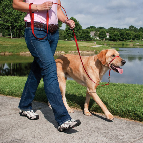 PetSafe Gentle Leader GL-Q-HC-L-BLK Dog Collar, 10 to 18 in Neck, Neoprene/Nylon, Black - 2