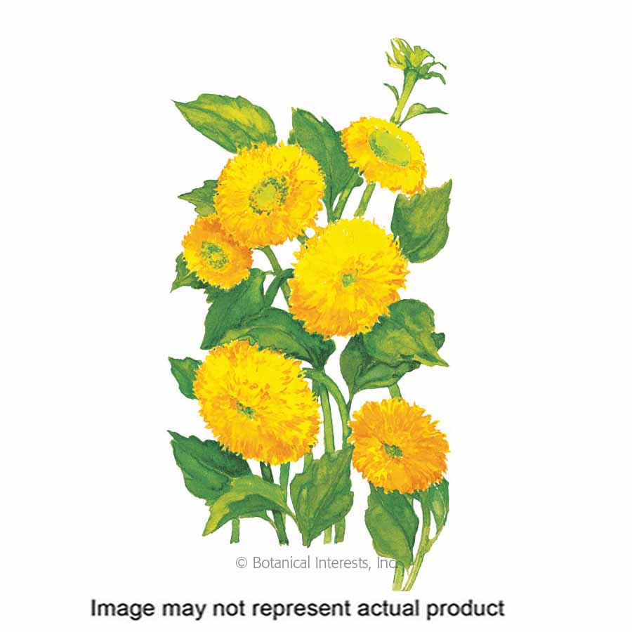 Botanical Interests 1038