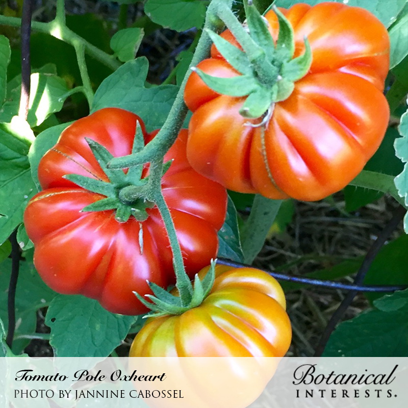 Botanical Interests 3167 Vegetable Seed, 70 to 85 days Days, 24 to 36 in Minimum Spacing, Tomato, Solanum Lycopersicum - 3
