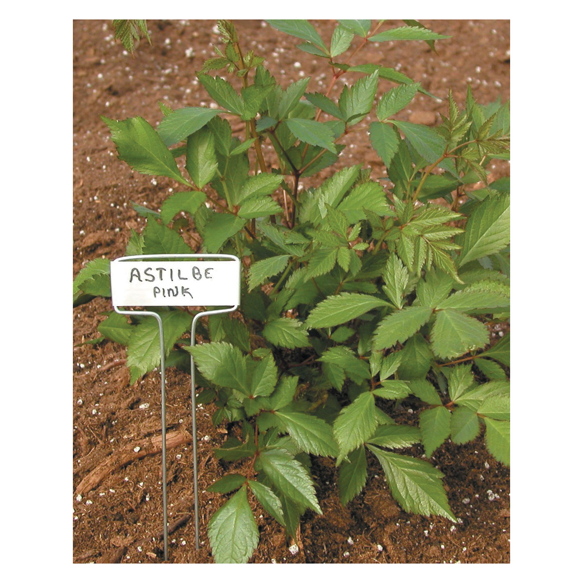 luster leaf 782 Plant Label - 2