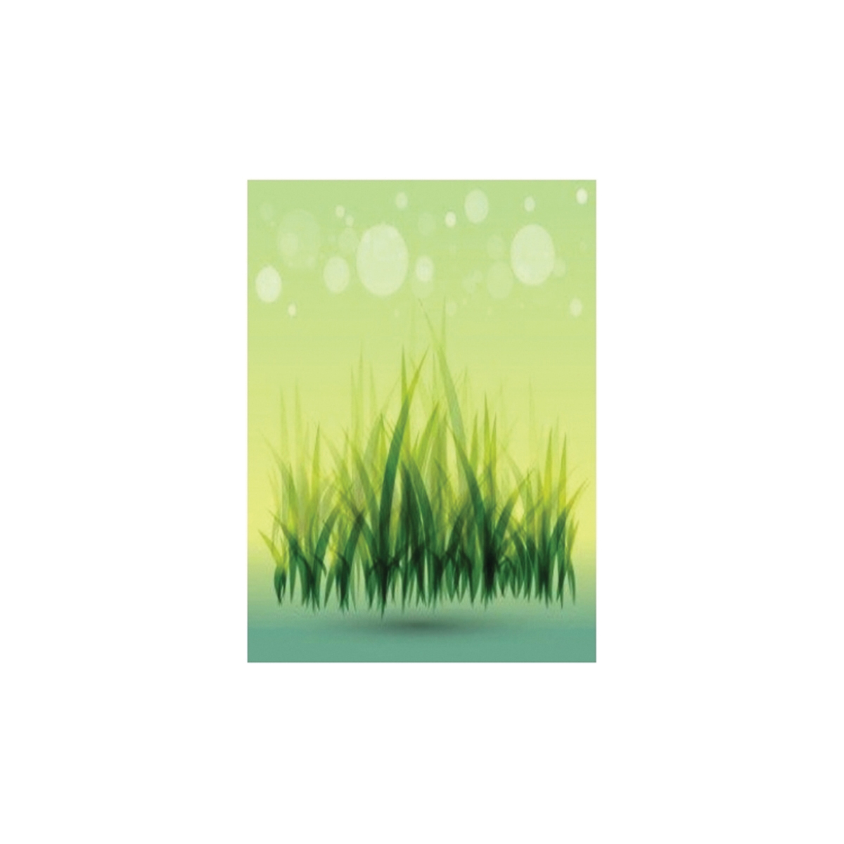 Bbbseed 11148