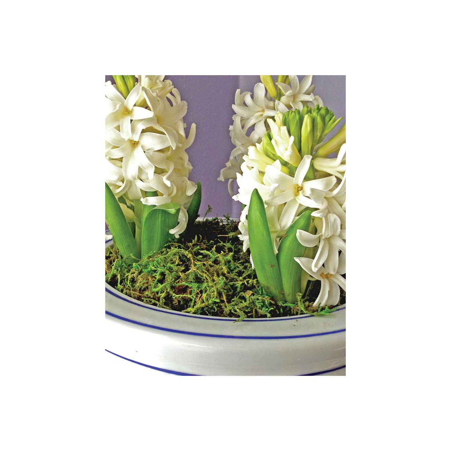 Supermoss 23802