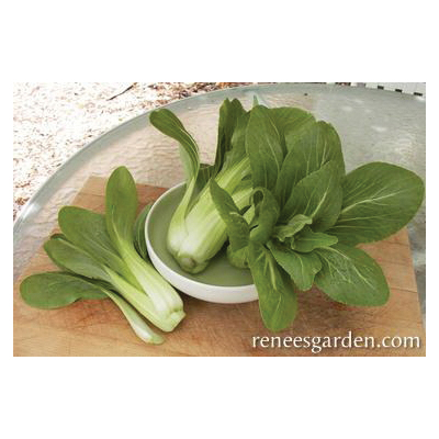 Renee's Garden 5607 Baby Pak Choi, Green Fortune, February to May, August to October Planting, 0.75 g - 2