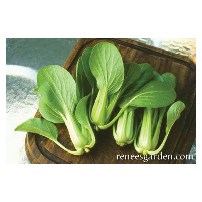 Renee's Garden 5607 Baby Pak Choi, Green Fortune, February to May, August to October Planting, 0.75 g - 3