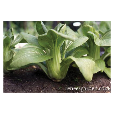 Renee's Garden 5607 Baby Pak Choi, Green Fortune, February to May, August to October Planting, 0.75 g - 4