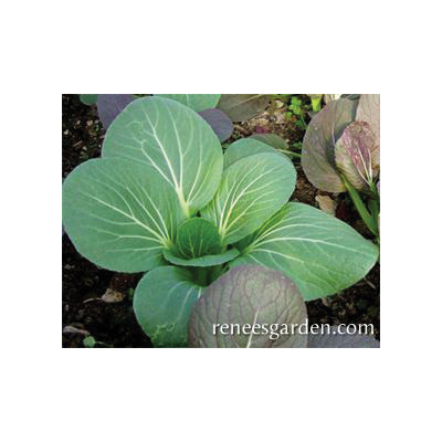 Renee's Garden 5607 Baby Pak Choi, Green Fortune, February to May, August to October Planting, 0.75 g - 5