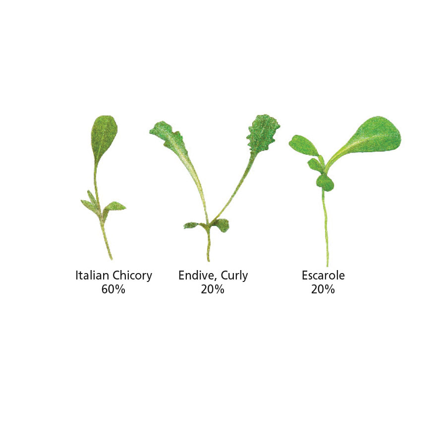 Botanical Interests 7319 Herb Seed, Microgreens, Cichorium Endivia, C. Intybus, 6 g Pack - 3