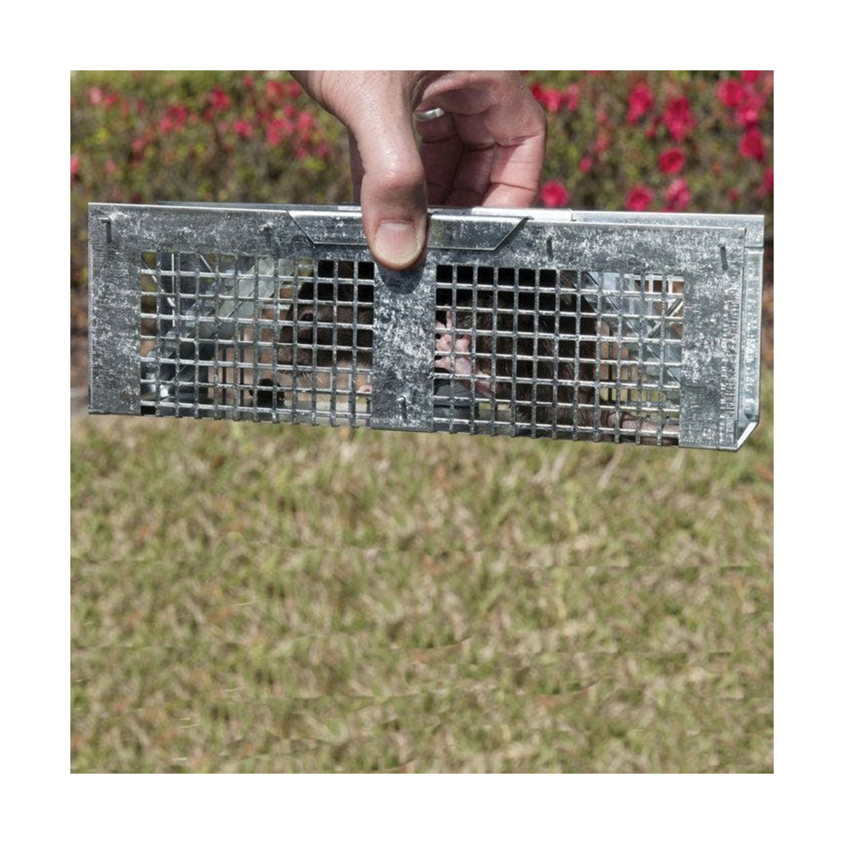 Havahart 1020 Extra-Small Animal Cage Trap, 10 in L, 3 in W, 3 in H, Gravity-Action, Spring-Loaded Door - 4