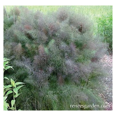 Renee's Garden 5235 Herb Seed, Heirloom Butterfly Herbs Smokey Bronze Fennel, Foeniculum Vulgare, March to June Planting - 2