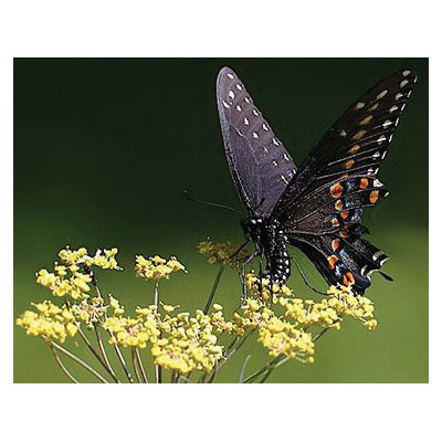 Renee's Garden 5235 Herb Seed, Heirloom Butterfly Herbs Smokey Bronze Fennel, Foeniculum Vulgare, March to June Planting - 3