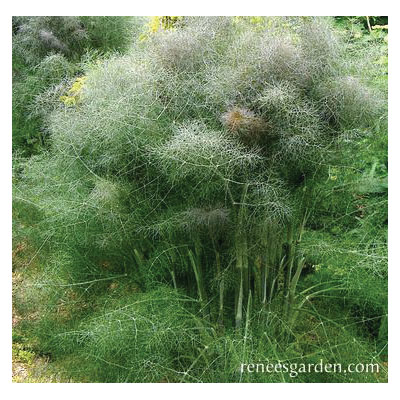 Renee's Garden 5235 Herb Seed, Heirloom Butterfly Herbs Smokey Bronze Fennel, Foeniculum Vulgare, March to June Planting - 4