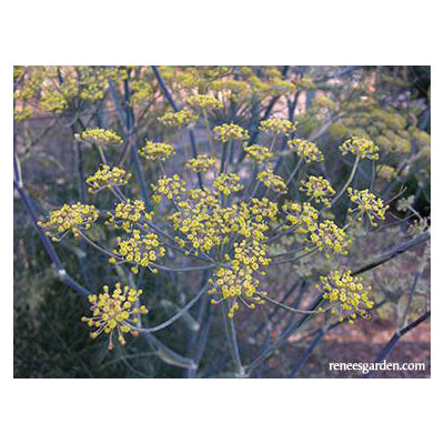 Renee's Garden 5235 Herb Seed, Heirloom Butterfly Herbs Smokey Bronze Fennel, Foeniculum Vulgare, March to June Planting - 5