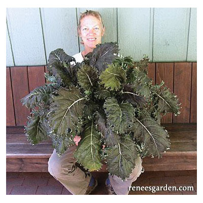 Renee's Garden 5510 Vegetable Seed, Specialty Kale Mars Landing, February to May, August to September Planting, 1.25 g - 2