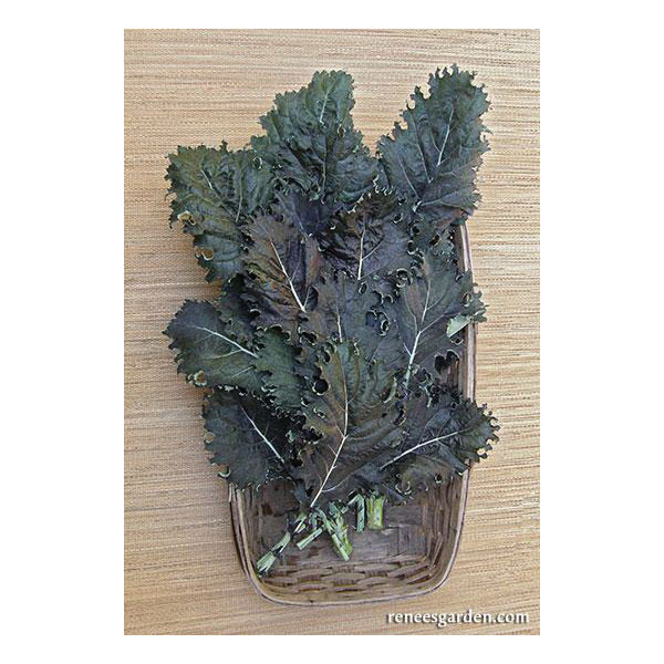 Renee's Garden 5510 Vegetable Seed, Specialty Kale Mars Landing, February to May, August to September Planting, 1.25 g - 3